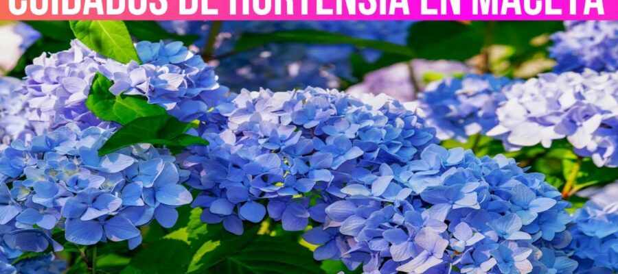 Consejos y Trucos para Cuidar las Hortensias: Una Guía para Prolongar la Vida de Estas Hermosas Flores