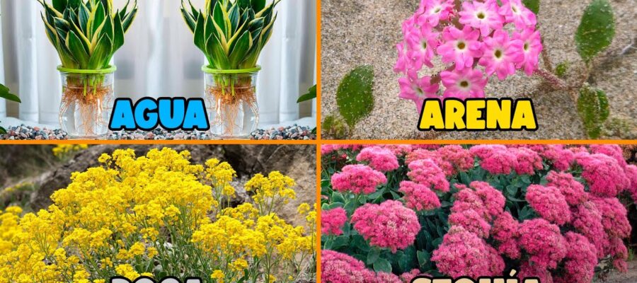 Cómo elegir el suelo adecuado para cada tipo de flor - Guía paso a paso