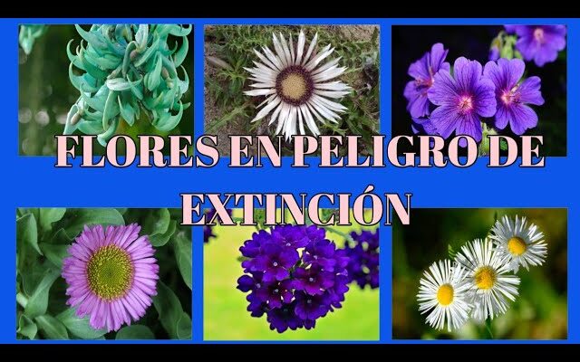 Descubre las 10 Flores en Peligro de Extinción y Aprende Cómo Protegerlas