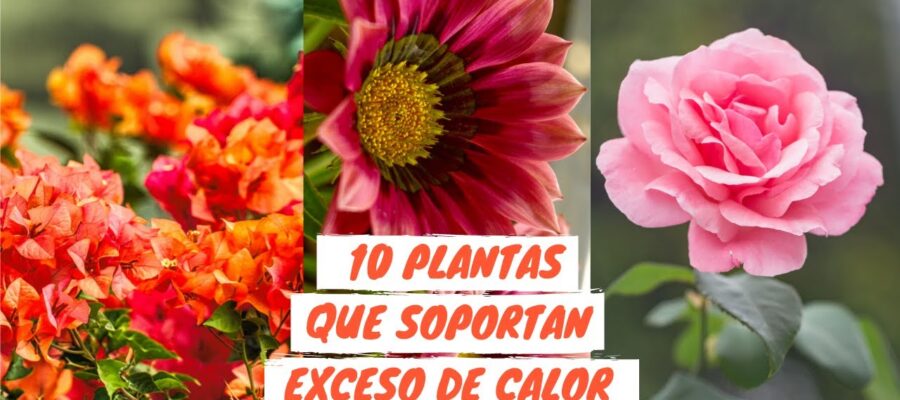 Consejos para elegir las mejores Flores resistentes al Calor para tu Jardín