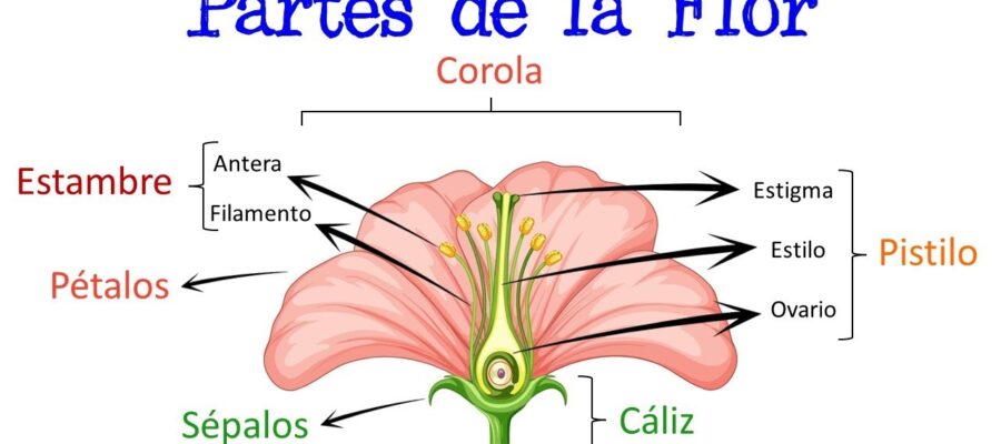 Descubriendo la fascinante biología de las flores: una guía para principiantes