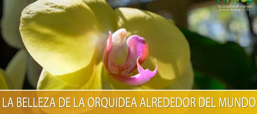 Descubre la Inmensa Diversidad y Belleza de las Orquídeas