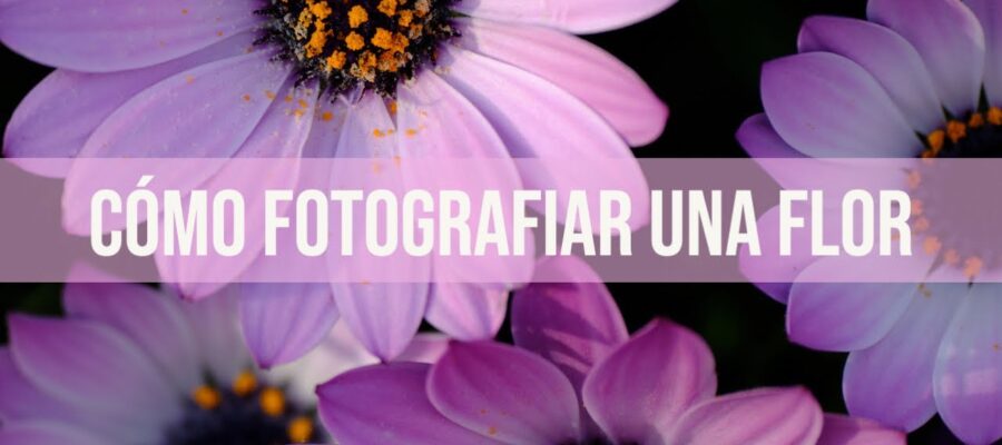 Consejos y Técnicas Básicas para Fotografiar Flores al Aire Libre: Mejore su Fotografía al Instante