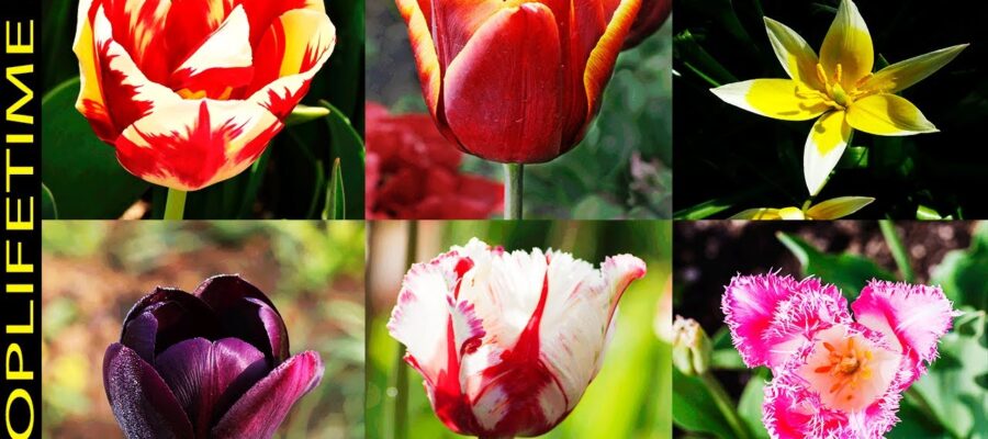 Descubre la Historia y Variedades de los Tulipanes: ¡Una Maravillosa Experiencia!