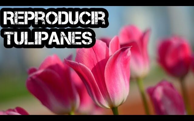 Descubre cómo se reproducen los tulipanes: una guía paso a paso