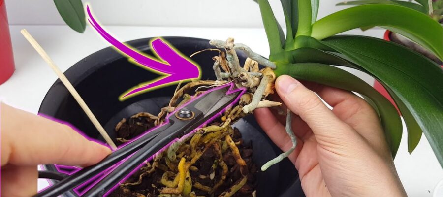 Guía paso a paso: cómo trasplantar una orquidea para una floración perfecta