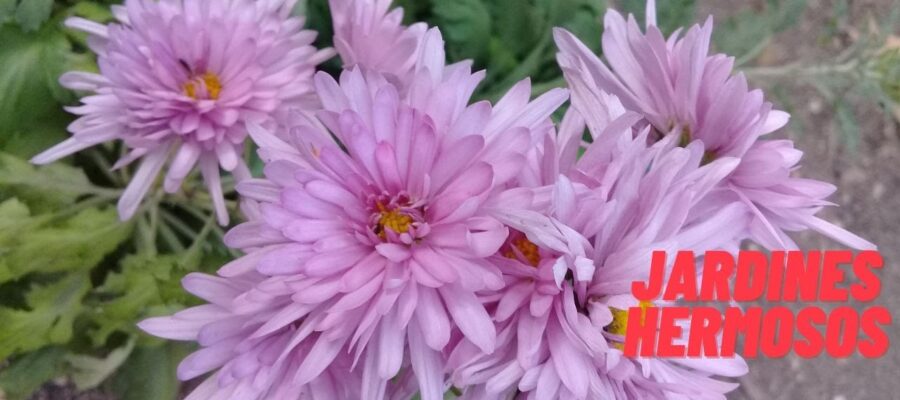 Cultivar un Crisantemo Morado: Consejos y Tricks para un Hermosa Floración