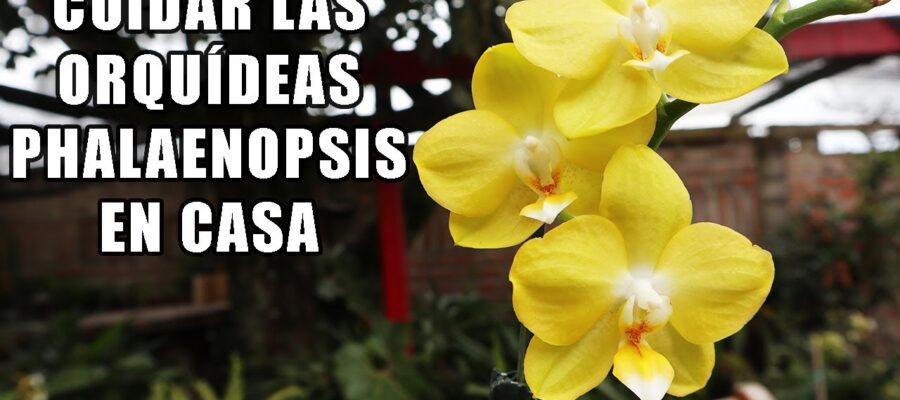 Consejos Expertos para el Cuidado de las Orquideas Phalaenopsis en Maceta