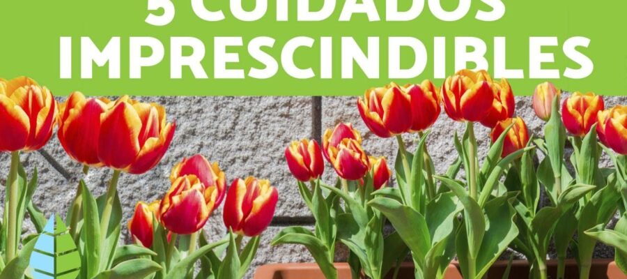 Consejos Útiles para el Cuidado de los Tulipanes en Maceta: Todo lo que Necesitas Saber
