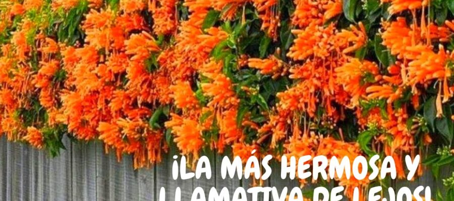 ¡Disfruta de la belleza de una enredadera flor naranja en tu hogar!