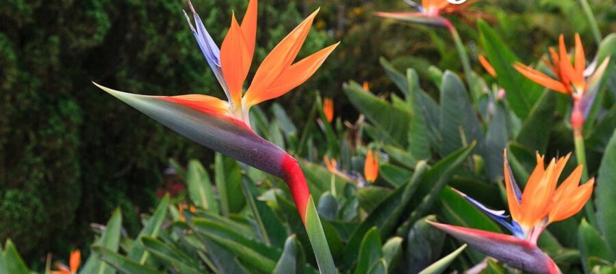 Descubre el Significado de la Flor Ave del Paraíso: Comprende su Simbolismo y Valor