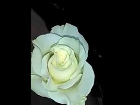 Descubre el Significado Oculto Detrás de la Flor Blanca: Una Guía para Comprender su Significado