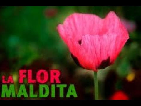 Descubre el Profundo Significado de la Flor de Amapola: Una Mirada a su Historia y Simbolismo