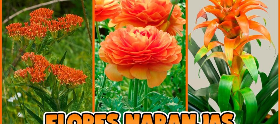 Cómo elegir la flor de color naranja perfecta para tu jardín: una guía para principiantes