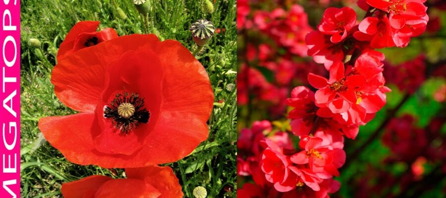 Consejos para cultivar una hermosa Flor Roja: Guía Completa