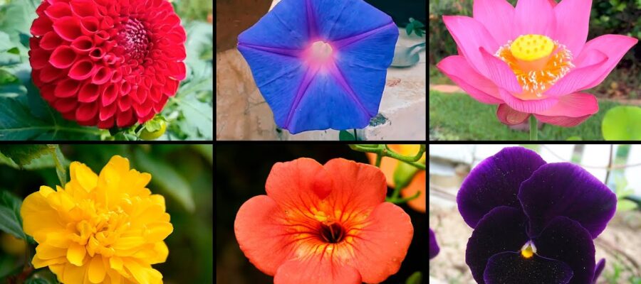 Cómo decorar tu hogar con flores de todos los colores: la guía definitiva