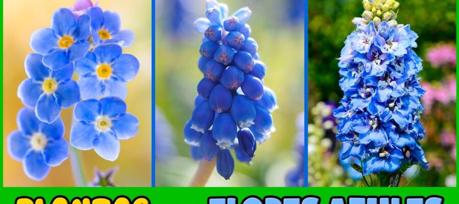 Cómo encontrar las flores azules más hermosas para tu jardín