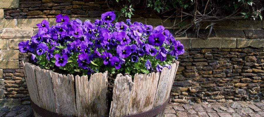 Cómo Cultivar y Disfrutar de las Exquisitas Flores de Color Violeta