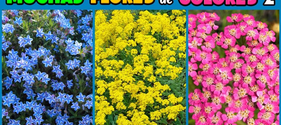 Ideas de Flores Pequeñas para tu Jardín: Diseños y Plantas Perfectas para tu Hogar