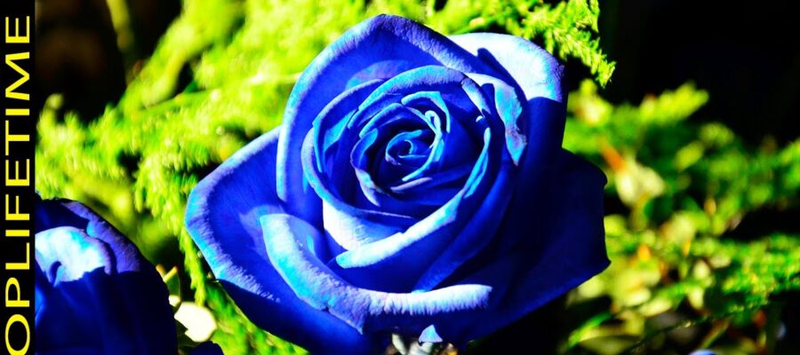 Cómo Cultivar Hermosas Flores Azules: Guía Paso a Paso para Obtener Resultados Excepcionales