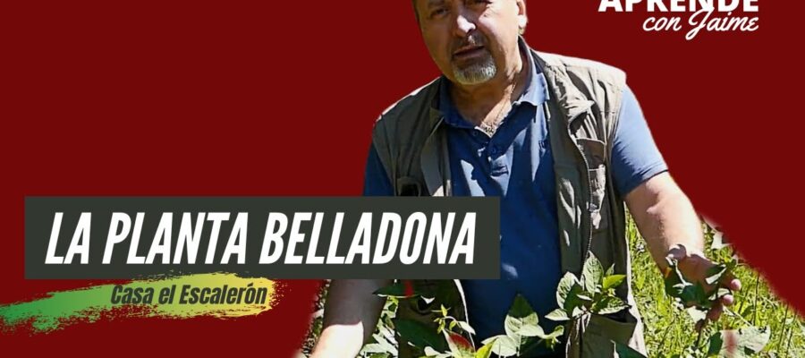 Consejos para Cultivar Hoja Belladona: Descubre los Beneficios de esta Planta Medicinal