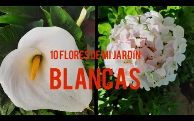 Los 10 Mejores Nombres de Flores Blancas Para Tu Jardín