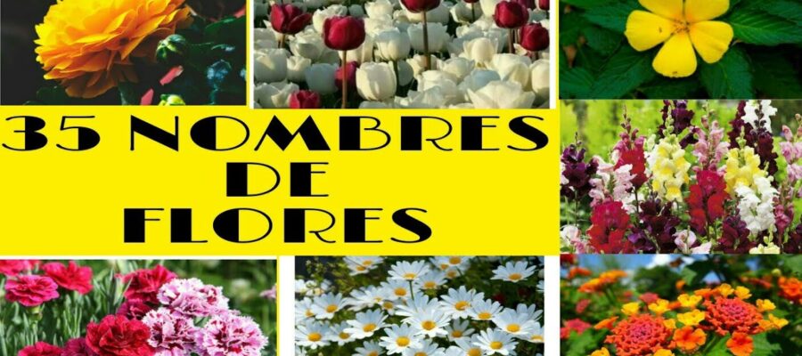 20 Nombres de Flores Bonitas para Embellecer tu Jardín