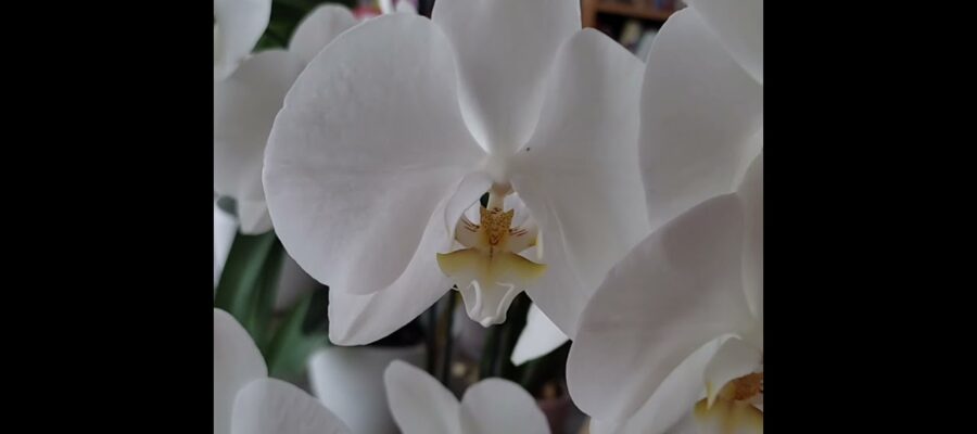 ¿Qué Significa la Orquídea Blanca? Descubre el Profundo Significado de la Flor Más Hermosa