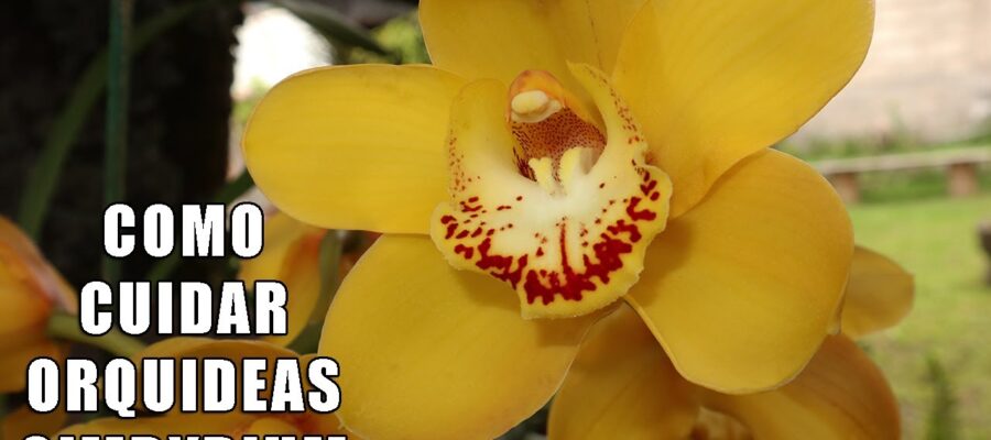 Consejos y Trucos Para Cuidar Orquídeas Cymbidium Perfectamente