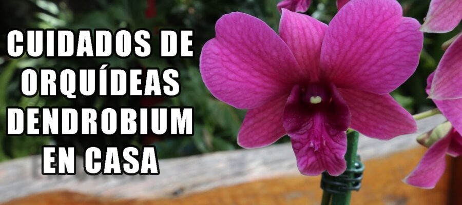 Cuidado y mantenimiento de las orquídeas dendrobium: los mejores consejos para cultivar esta especie