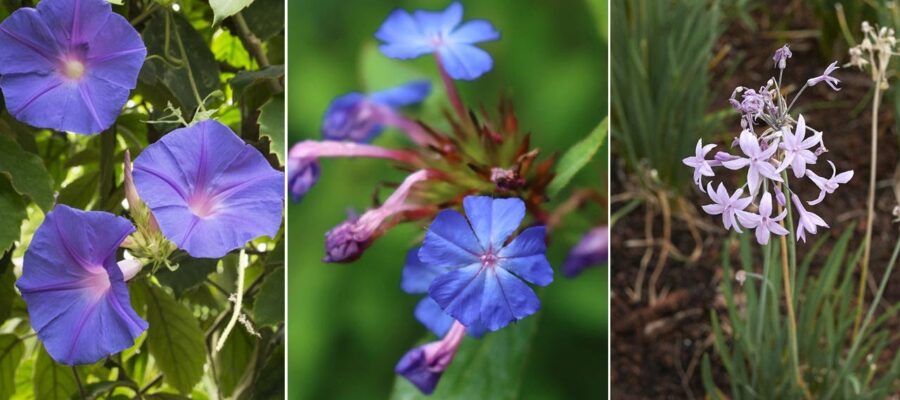 Cuidando una Planta con Flores Lilas: Los Mejores Consejos para un Jardín Perfecto