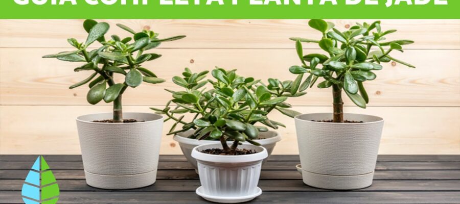 Consejos para el Cuidado y Mantenimiento de la Planta Jade: Una Guía para Principiantes