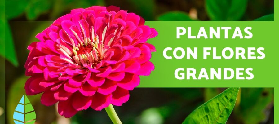 Cómo cuidar Plantas con Flor Grande para tener un Jardín Perfecto