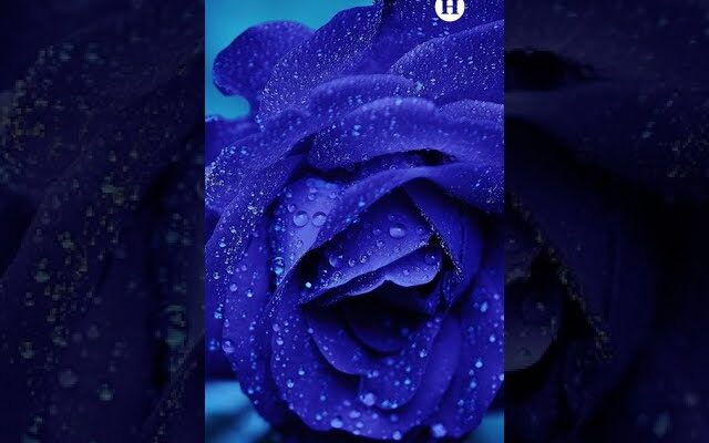 ¿Qué Significado Tienen las Flores Azules? Una Guía para Comprender su Significado