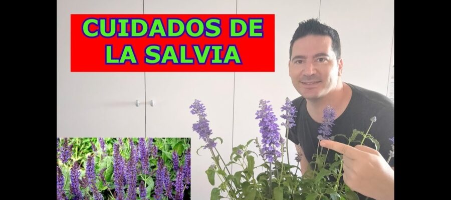 Consejos para Cuidar la Salvia Azul: Lo Que Debes Saber Para Mantener Tu Jardín Saludable