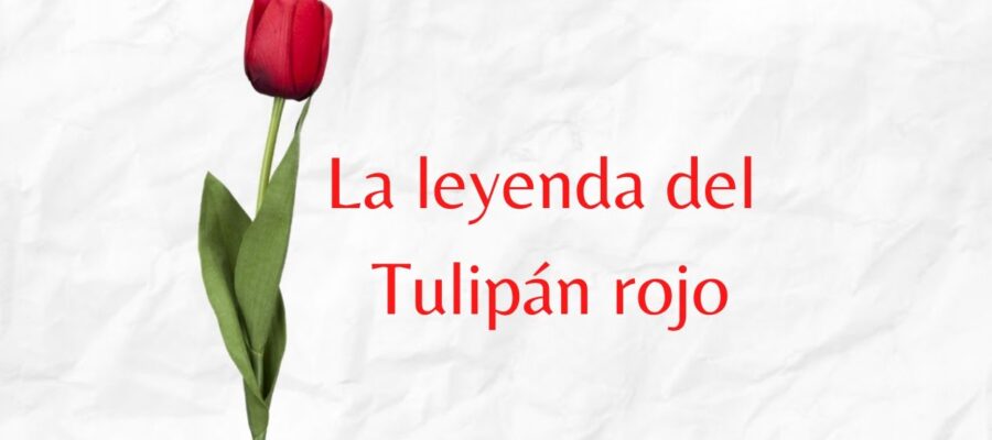 Descubre el Significado Profundo del Tulipán Rojo: Explicación Detallada