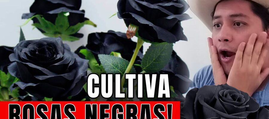Los 5 tipos de rosas negras más exóticos: ¡conoce el misterio de la belleza inusual!