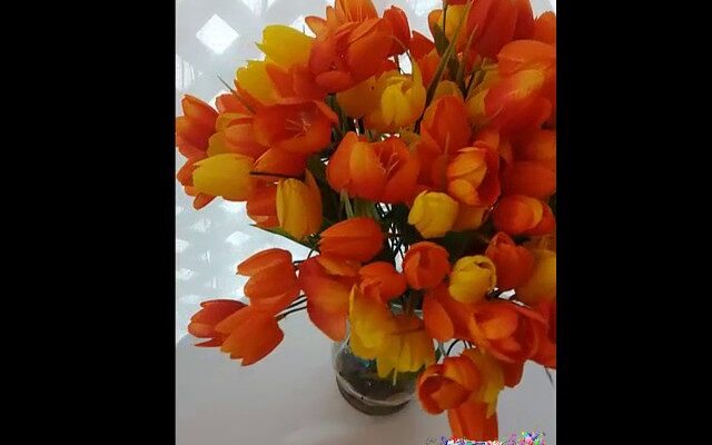 Cultiva tu propio jardín con los hermosos tulipanes naranjas