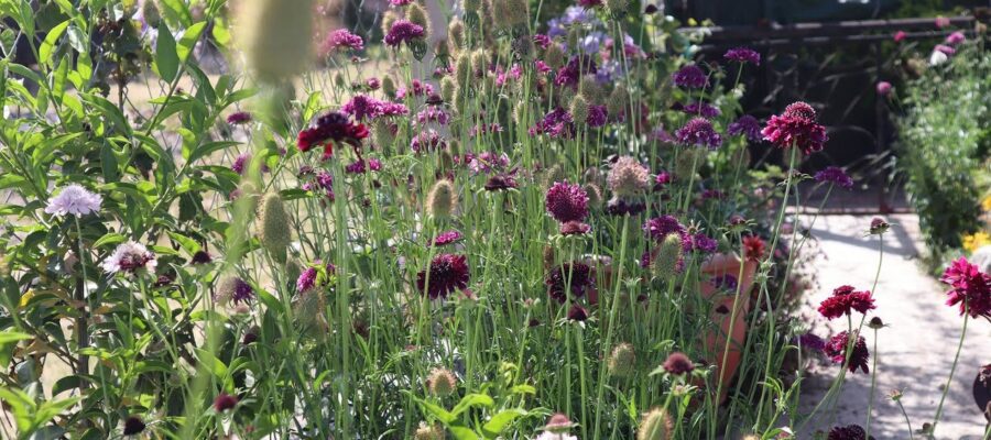 Guía Completa de Bulbos de Flor para Atraer Polinizadores: Mejora tu Jardín