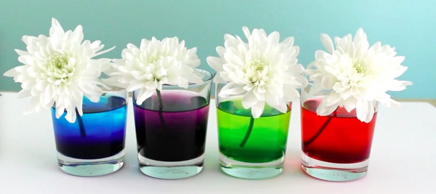 Mejora tu Hogar con Flores: Descubre el Poder de los Colores y Aromas para una Experiencia Sensorial Única