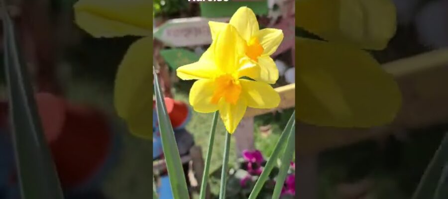 Guía Práctica para Combinar Bulbos de Flor y Plantas: Armonía en Tu Jardín
