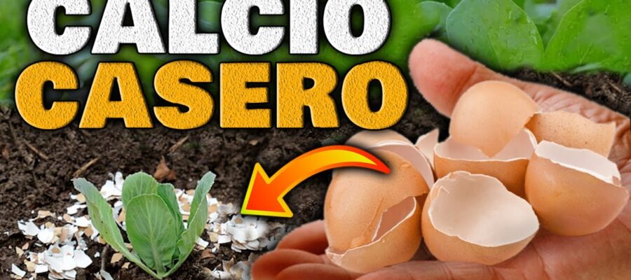 Cómo Usar Cáscaras de Huevo como Fertilizante Orgánico