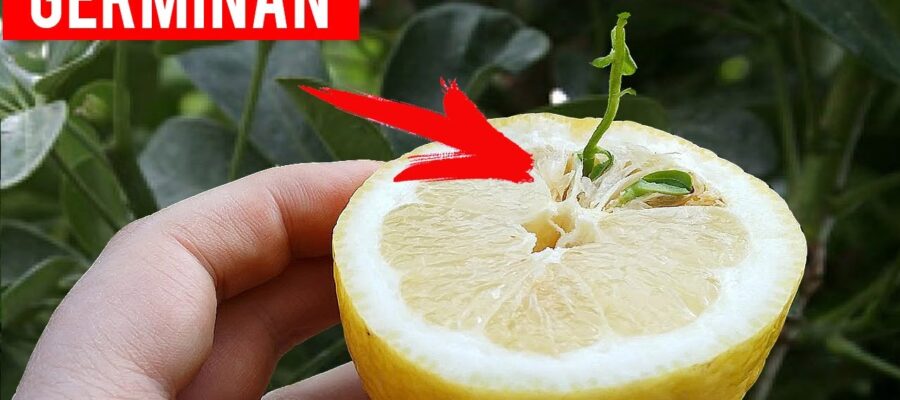 Como germinar semillas de limón