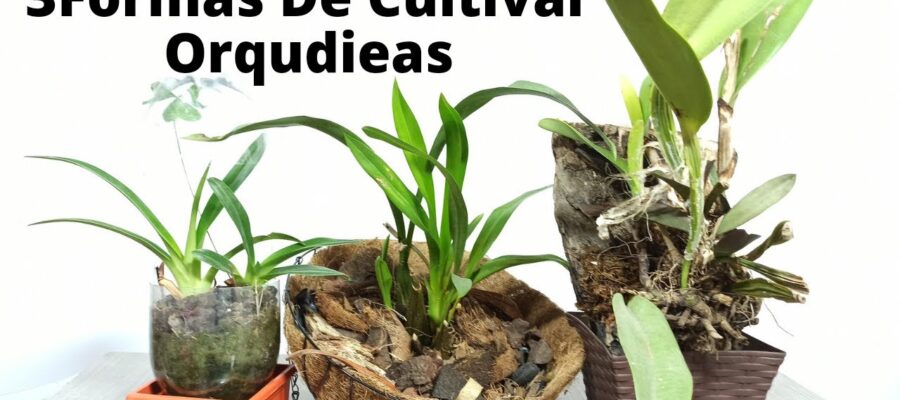 Guía Completa Para Sembrar Orquídeas en Casa: Consejos y Cuidados