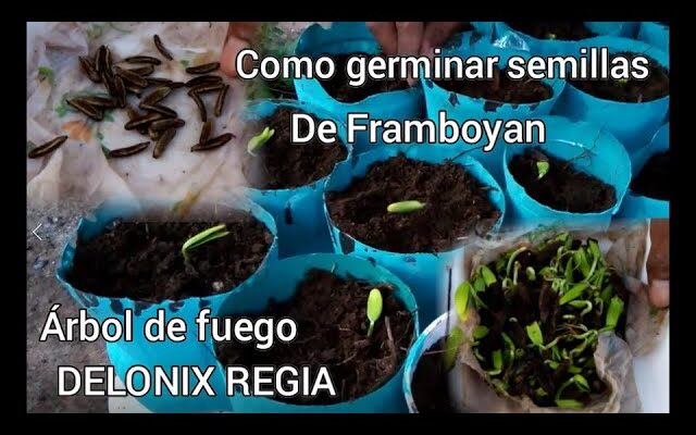 Guía Completa para Cultivar Semillas de Árbol de Fuego (Delonix Regia) en Climas Tropicales