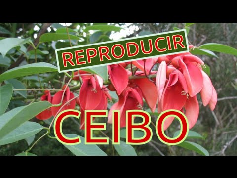 Guía Completa para Cultivar Semillas de Flor de Ceibo: Tesoro de Ecuador