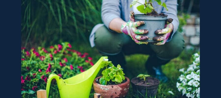 Diagnóstico de Enfermedades en Plantas: Guía para Jardineros Aficionados