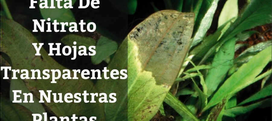 Enfermedades de Plantas Acuáticas y Cómo Manejarlas