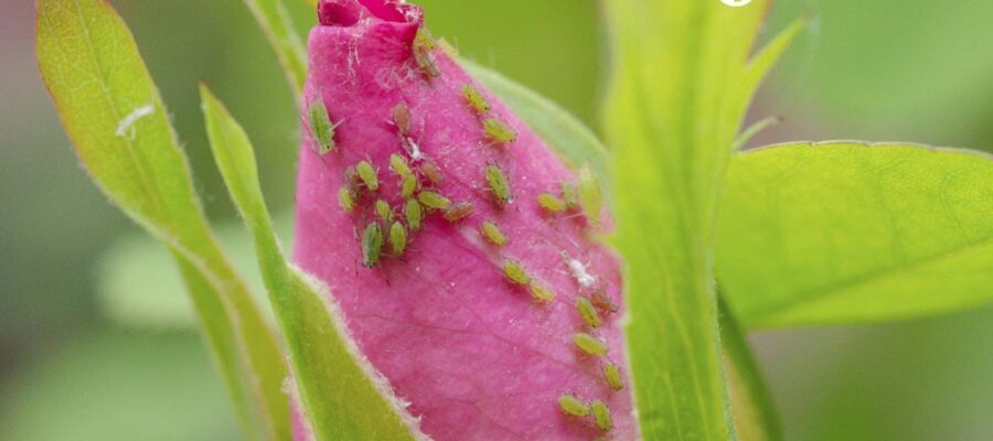 Control y Prevención: Enfermedades y Plagas en Dianthus – Guía Completa
