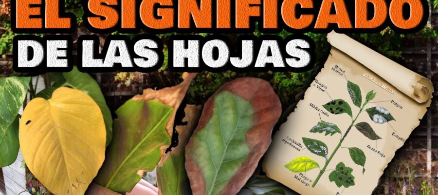 Guía Completa para Combatir Enfermedades y Plagas en Magnolias - Consejos de Expertos